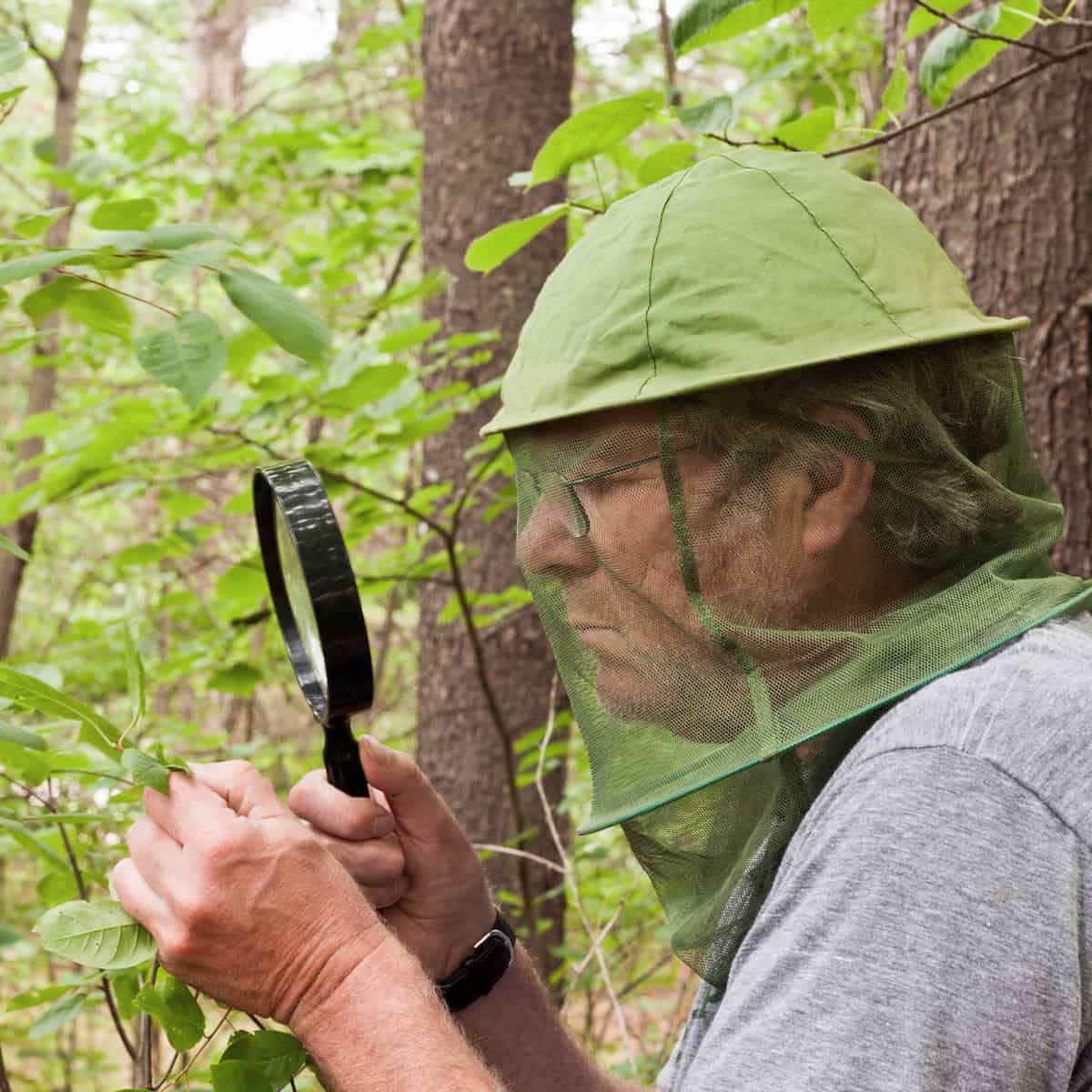 A man using a magnifying glass to stare at a leaf.
