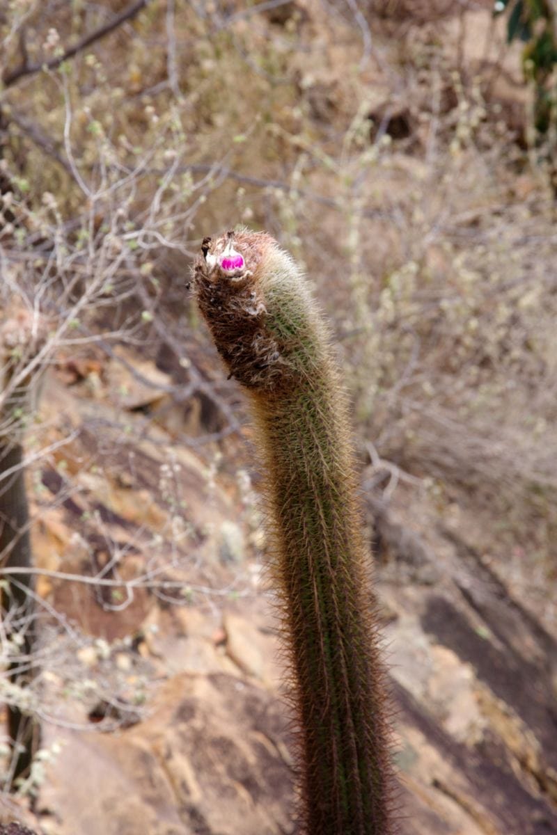 Image of Coleocephalocereus goebelianus cactus in blo