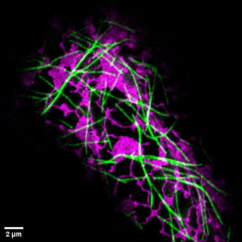Flora in Focus: A Journey into the Microscopic Life of Plants