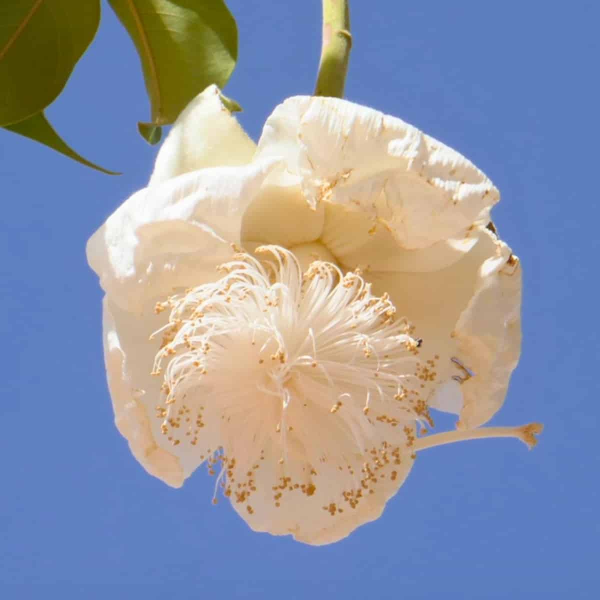 Crumpled, waxy petals curl back to reveal a dense pom-pom of white stamens tipped with golden-brown anthers.