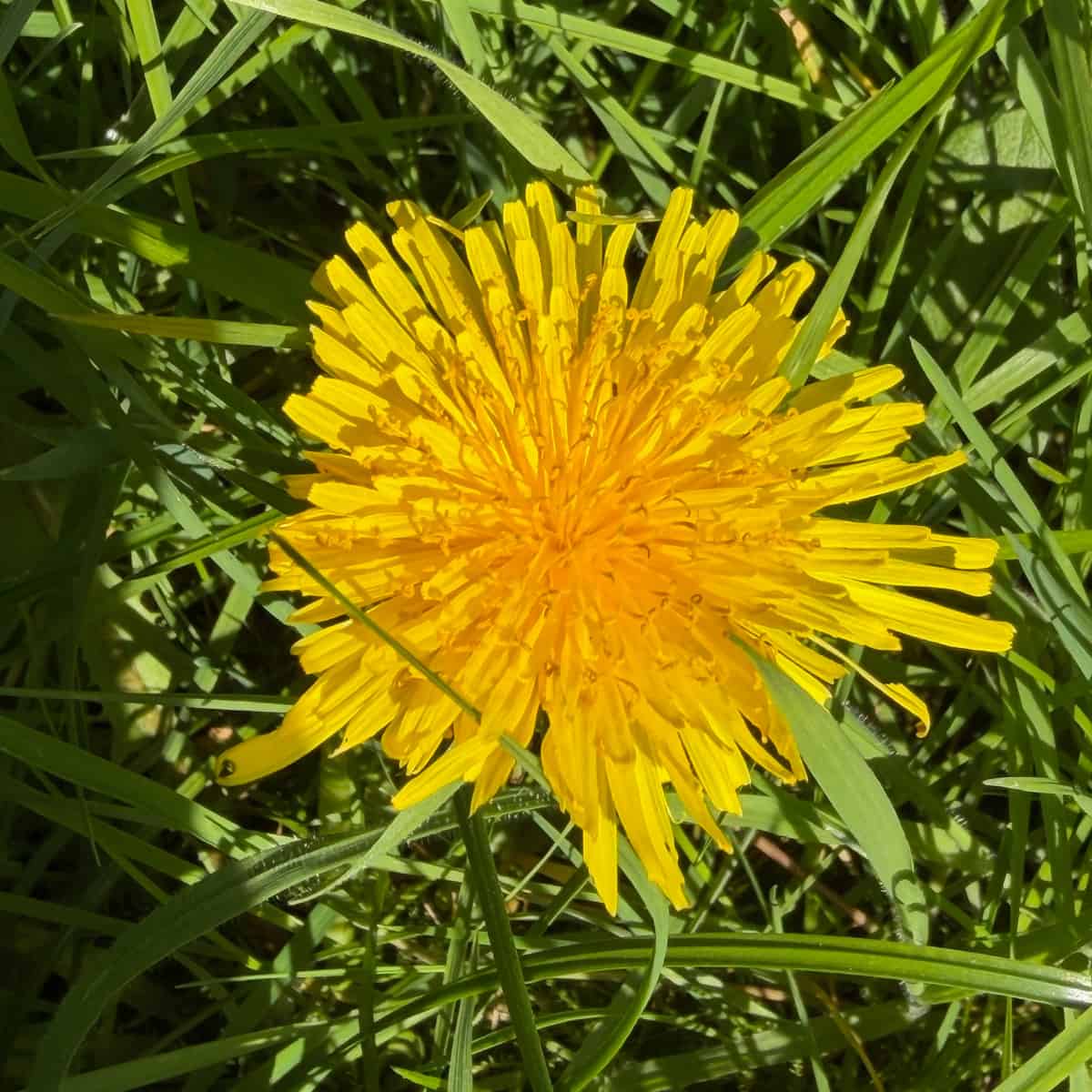 A golden dandelion shining in the grass.