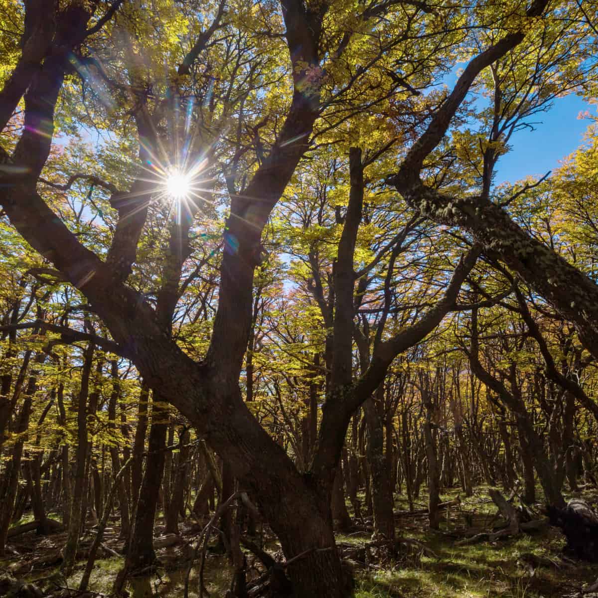 A photo of a forest in the sunshine.
