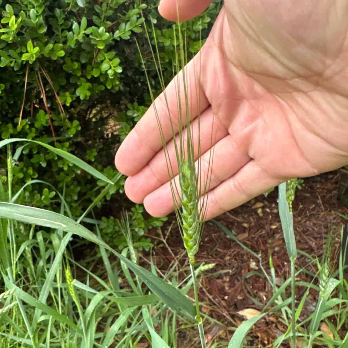 A hand behind an ear of bread wheat.
