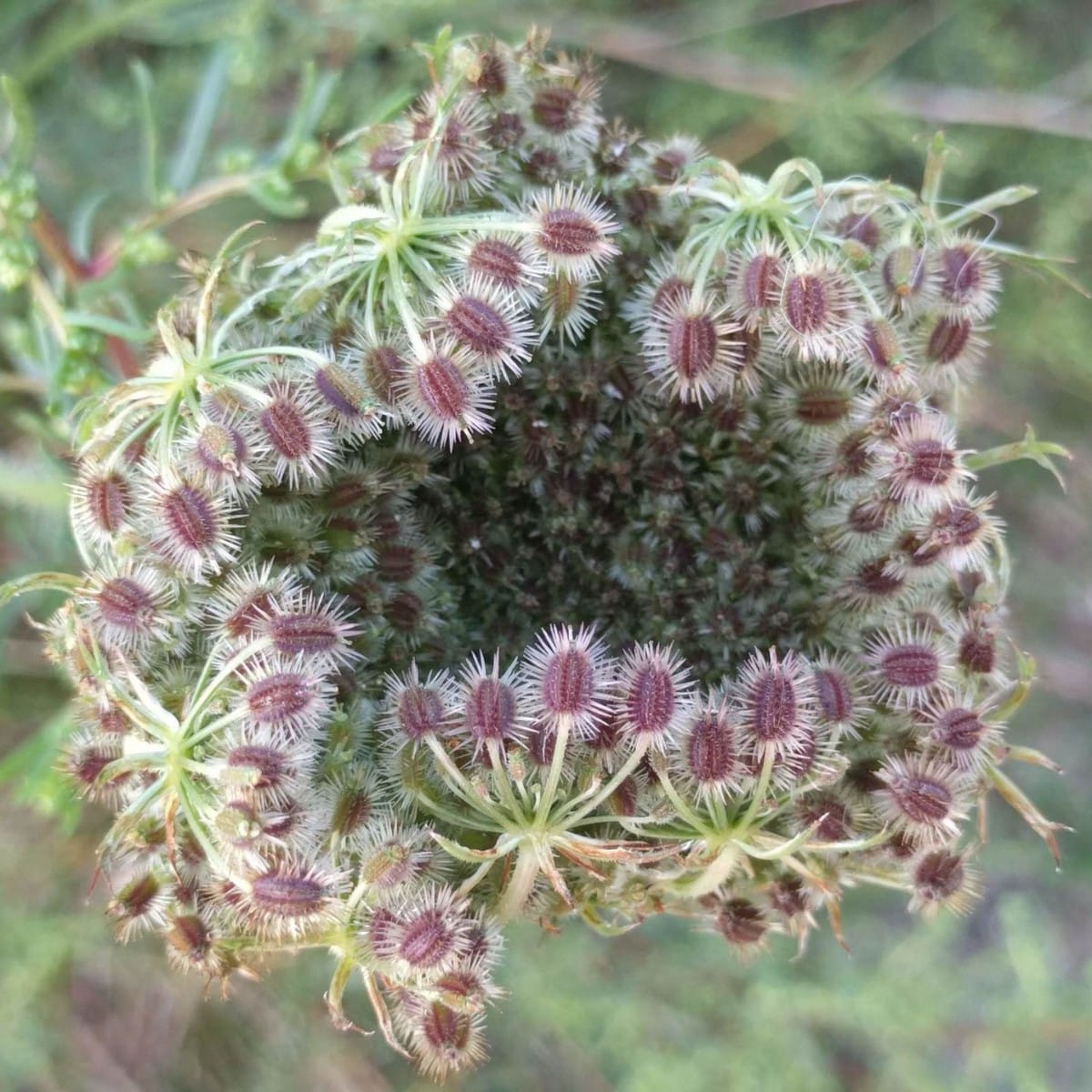 Sowing for a Warmer Britain: Are Wildflower Seeds Climate-Ready?