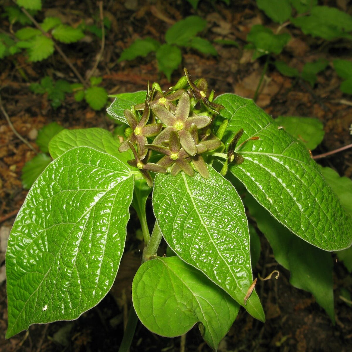 Eau De Fourmi Mourante: A Bizarre Floral Fragrance To Attract the Right Lover