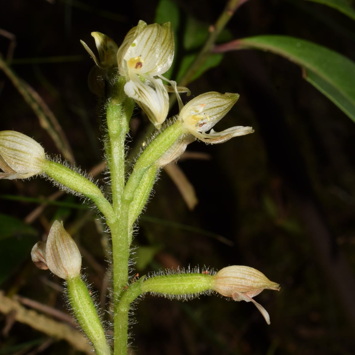 What if a Flower Never Needed a Pollinator at All?