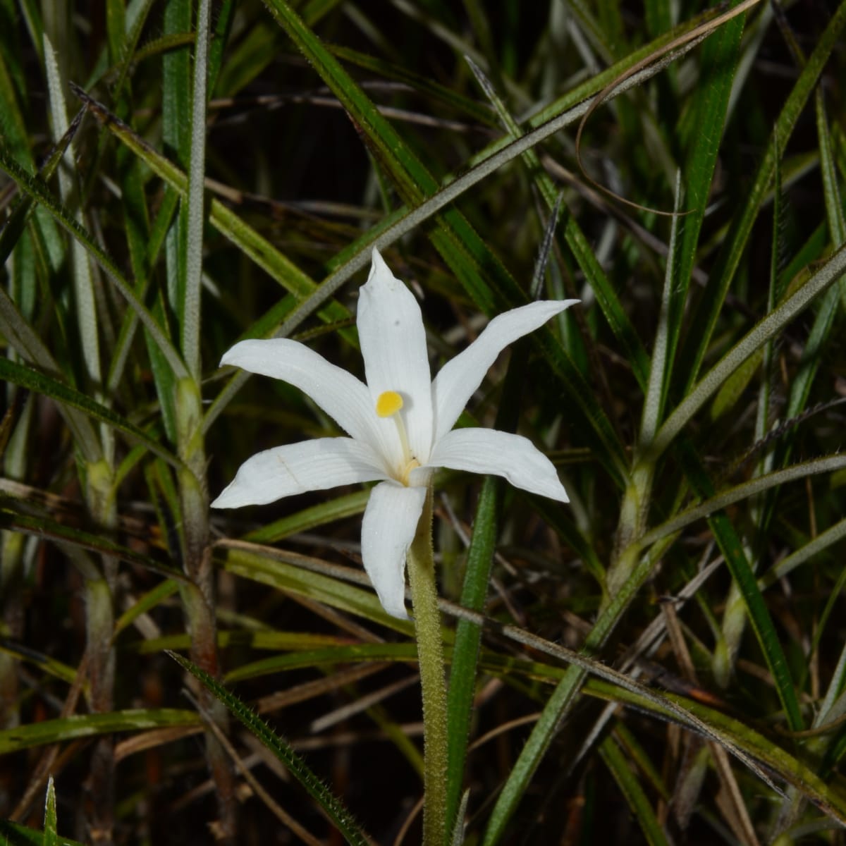 Tracking and Conserving an Endangered Plant from Brazil’s Rocky Outcrops