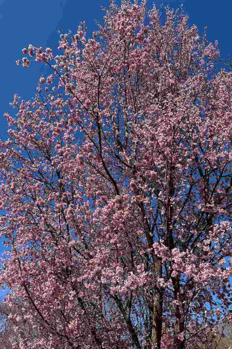 The Week in Botany March 23, 2026