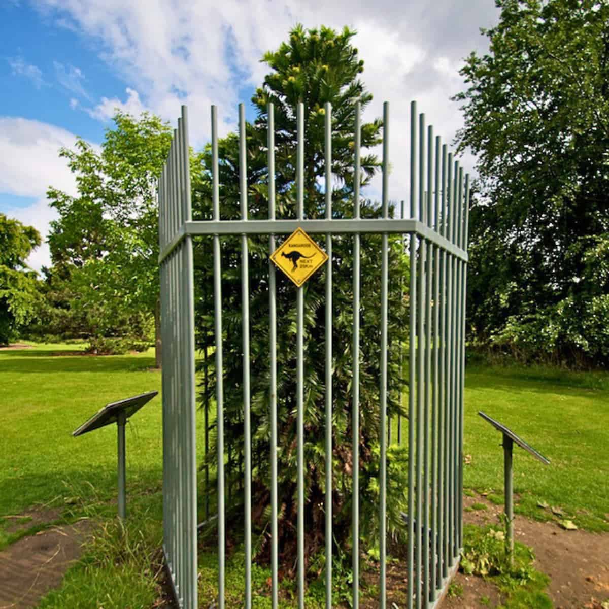 A Wollemi Pine in a cage.
