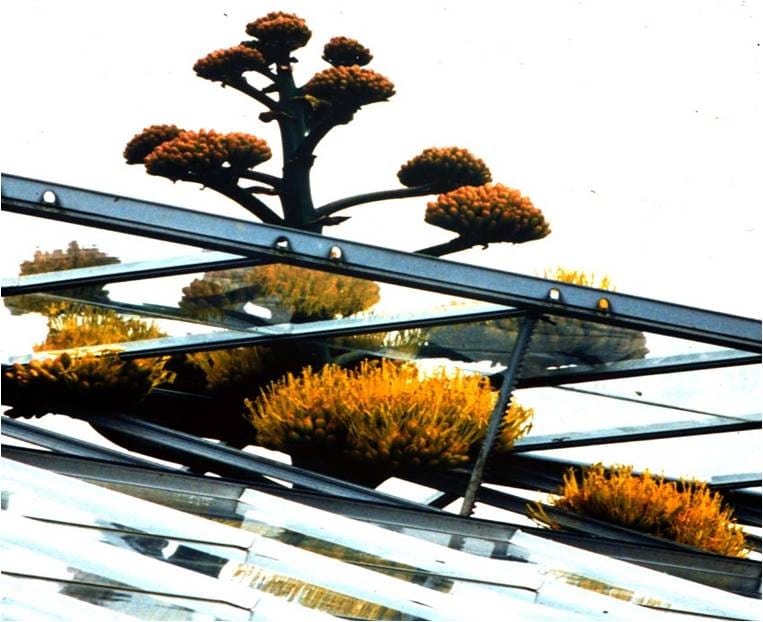 Agave americana growing through greenhouse roof in Leicester Botanic Gardens