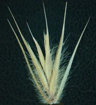 Spikelet seed position-dependent effects on life history - Eremopyrum distans