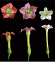 Nicotiana