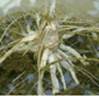 Soybean roots