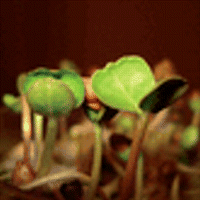 Growth–differentiation balance in stressed juvenile plants