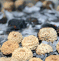 Tersonia cyathiflora seeds