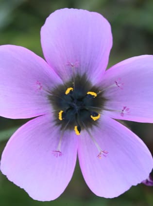 Evolution of long scapes in Drosera