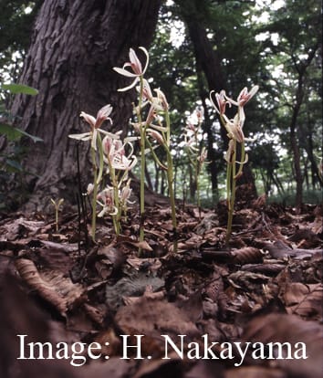 Evolution of mycoheterotrophy from mixotrophic ancestors