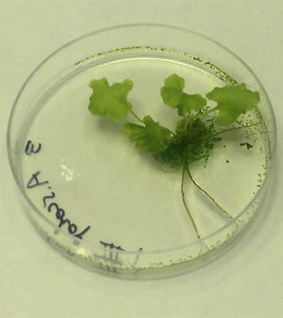Mixed mating and colonization potential of a fern