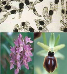 Pollen viability in Mediterranean orchids