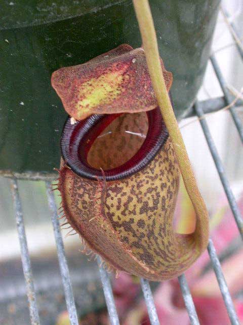 Nepenthes talangensis - Pitcher plant