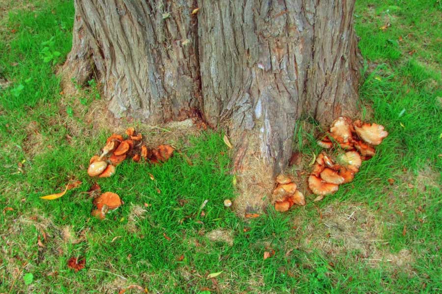 Tree and fungus