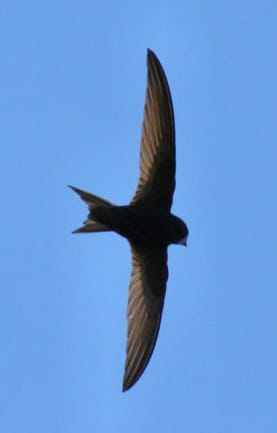 Swift - Image: Paweł Kuźniar, Wikimedia Commons.
