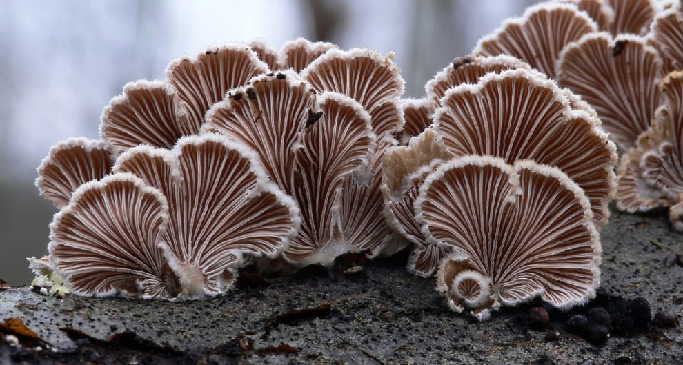 Image: Gerhard Schuster, Wikimedia Commons.