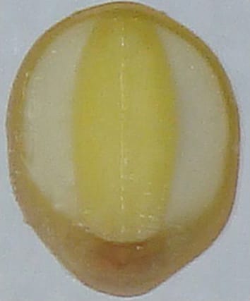 Hormones and sugar network signalling in seeds