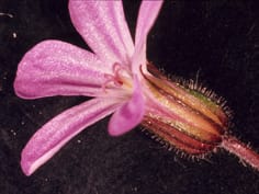 Floral synorganisation without fusion in Geranium