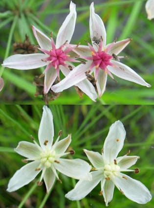 Floral polymorphism and environmental heterogeneity