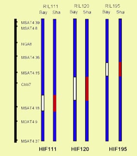 Seed germination under osmotic and salt stresses