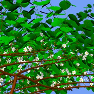 A functional–structural kiwifruit vine model