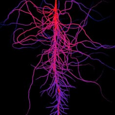 Modelling root development with signalling control