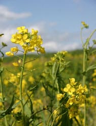 Glyphosate drift and transgene gene flow in Brassica
