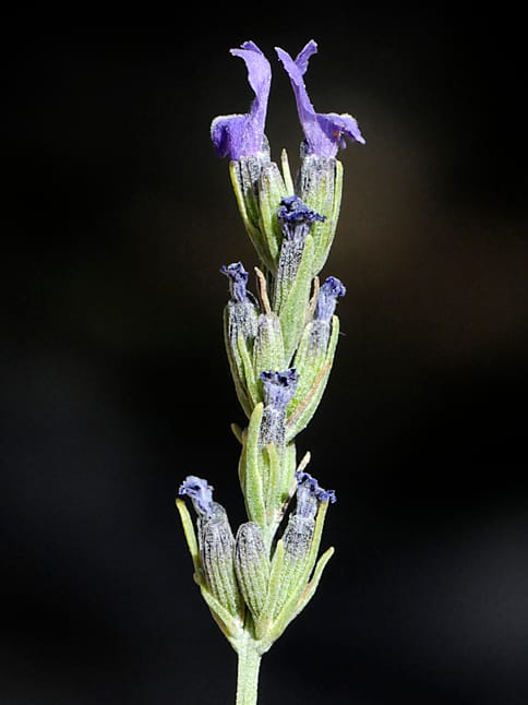 Functionality of marcescent corollas