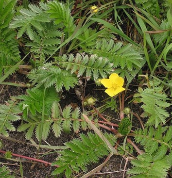 Longevity of clonal plants