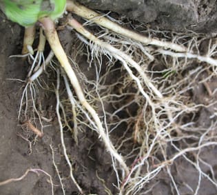 Localized N supply inhibits auxin transport in roots