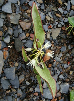 Allium nanodes of subgenus Anguinum from China