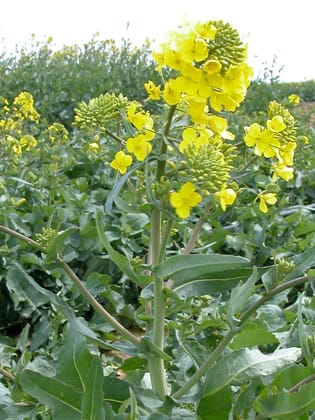 Modelling source–sink relationships in Brassica