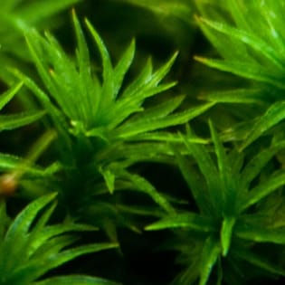 Polyploidy and mating patterns in the moss Atrichum