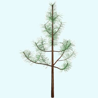 Stochastic architecture and biomass partitioning