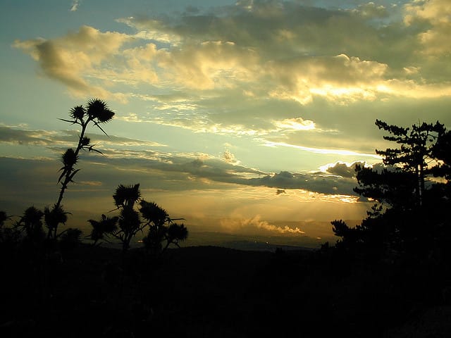 Black Plants at Sunset. Photo (cc) Tambako the Jaguar
