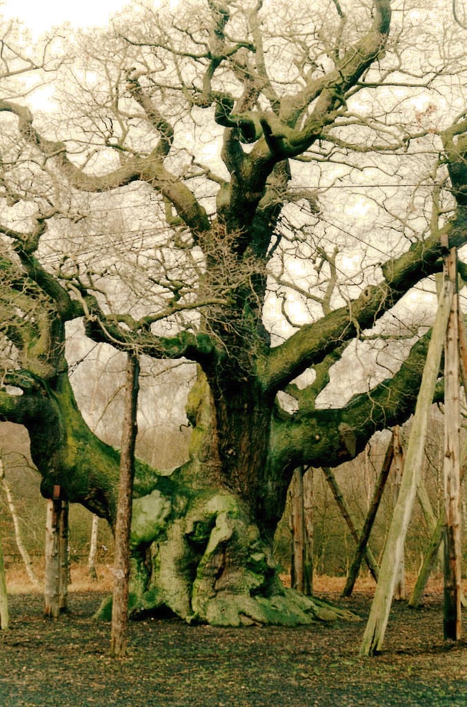 The Major Oak