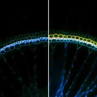 Radial O2-loss barrier induction and arenchyma formation