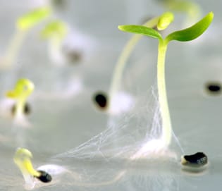 Seed of alpine plants are short-lived in storage