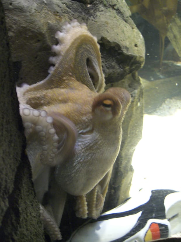 Image: Octopus, Wikimedia Commons.