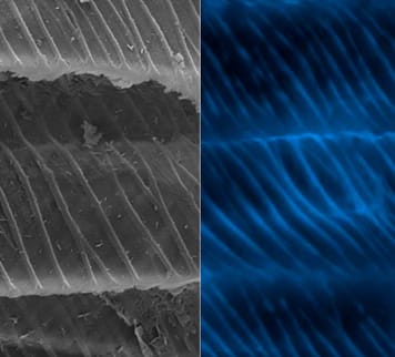 Helical cell wall thickenings in Aspleniaceae