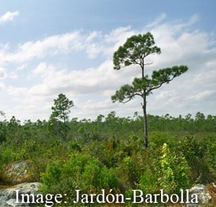 Phylogeography of Caribbean pines