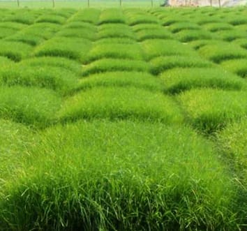 Early response mechanisms to P deficiency