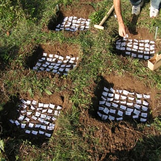 Seed persistence and germination traits